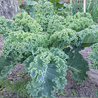 Couves Kale planta viva