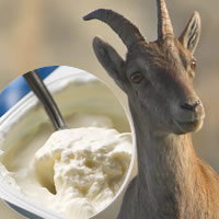 Iogurte de leite de cabra