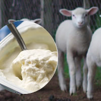 Iogurte de leite de ovelha