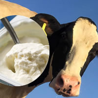 Iogurte de leite de vaca