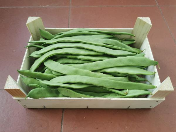 Feijão Verde Biológico