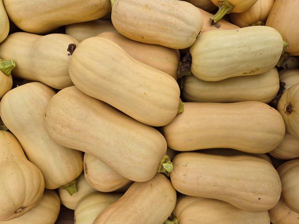 Abóbora Butternut