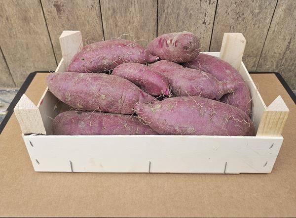 Batata Doce Roxa