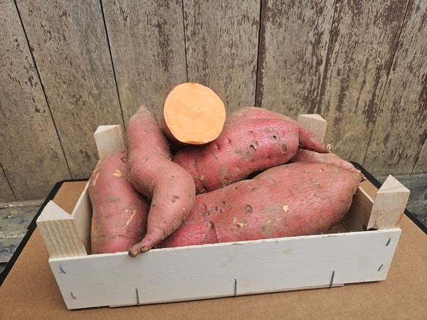 Batata Doce Laranja