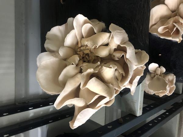 cogumelos pleurotus