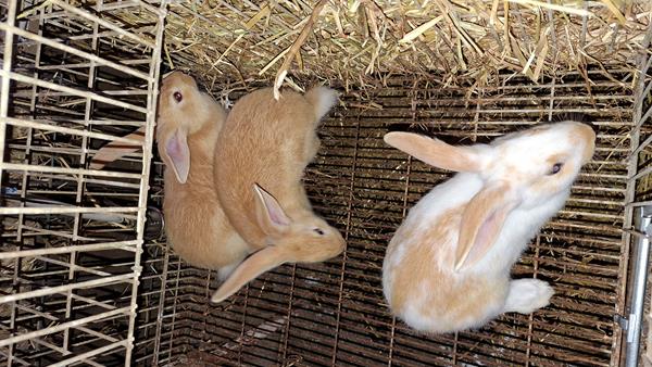 Coelhos