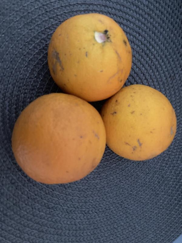 Laranjas