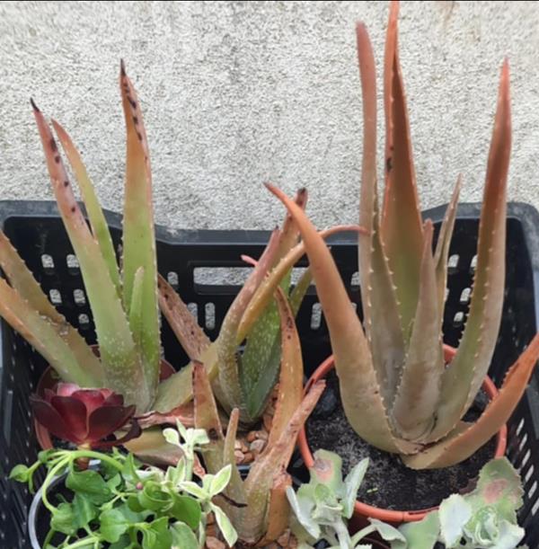 Aloe vera