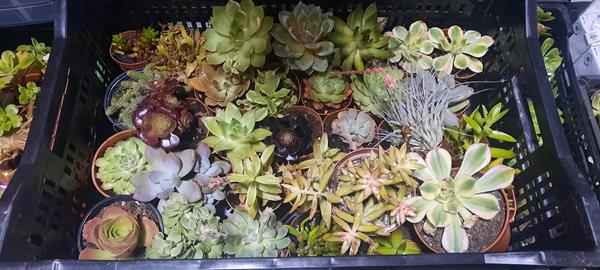 Suculentas