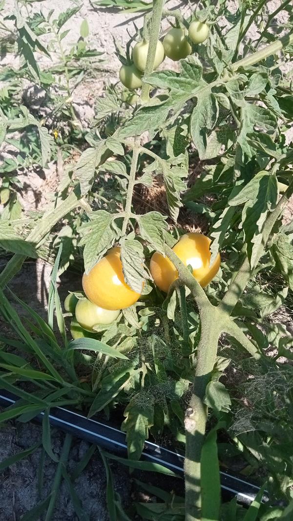 Tomate redondo