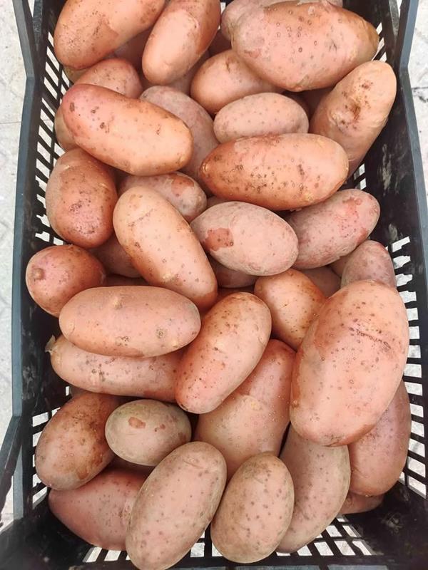 Batata colheita 2025