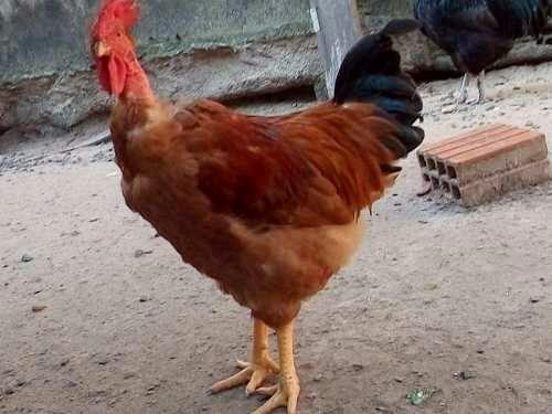 Frango caseiro