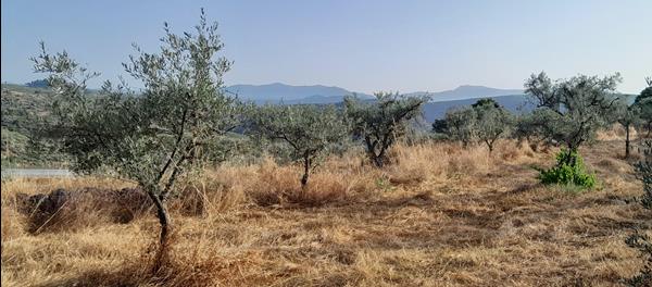 Azeite Virgem Extra Trás-os-Montes