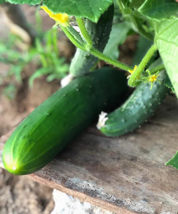 Pepino