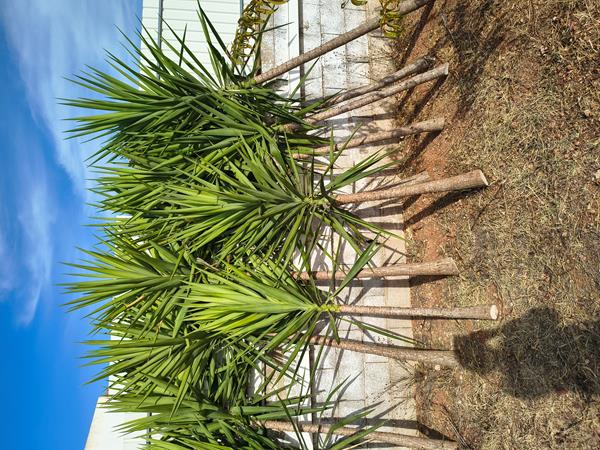 Yucca