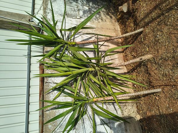 Yucca 1m-1m70
