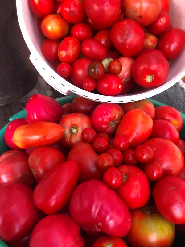 Tomate
