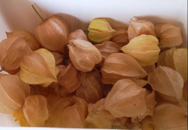 Physalis