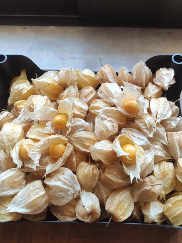 Physalis