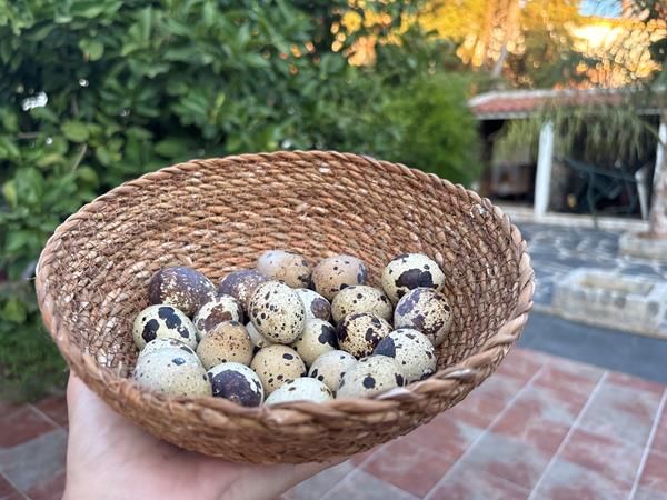 Ovos de Codorniz caseiros