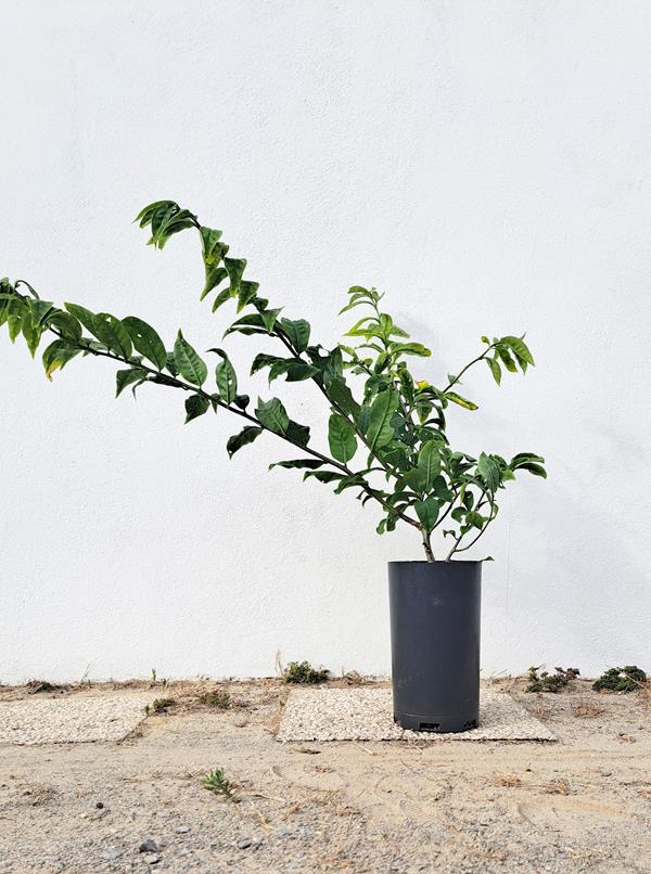 Planta de Ora-pro-nóbis