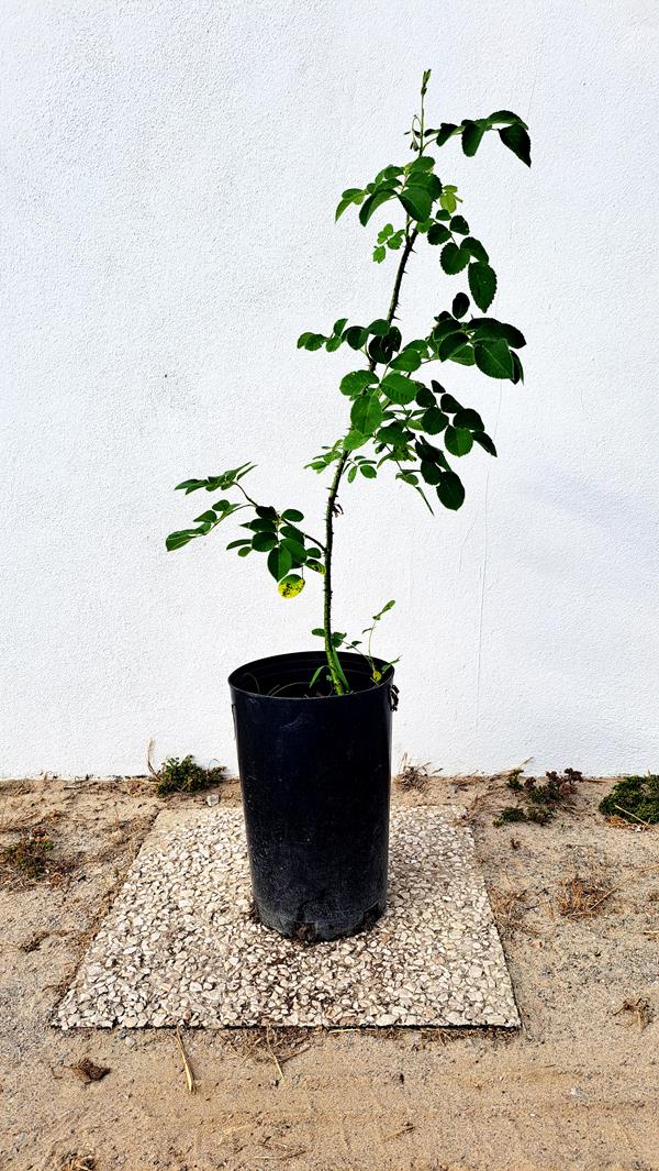 Planta Medicinal - Rosa Rubiginosa (Rosa Mosqueta)