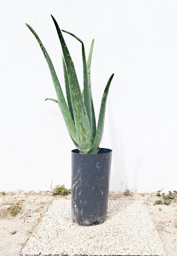 Planta de Aloe Vera L.