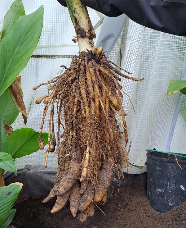 Rizoma de Curcuma longa branca