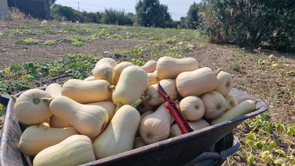 Abóbora Manteiga (Butternut)