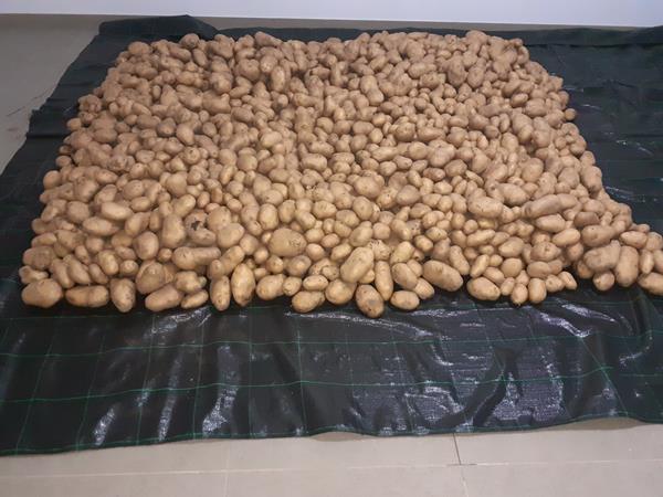 batatas conservação agria