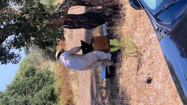 Mel 100% puro e natural