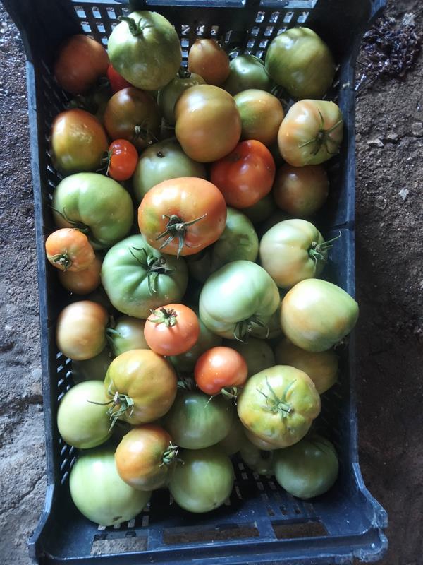 Tomate