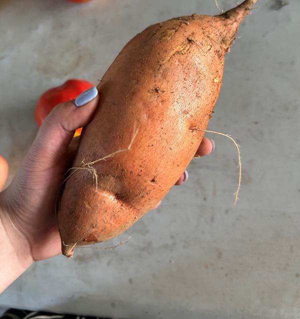 Batata Doce Laranja