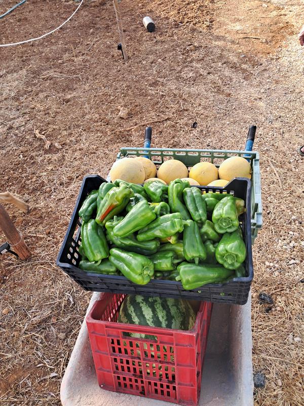 Pimentos