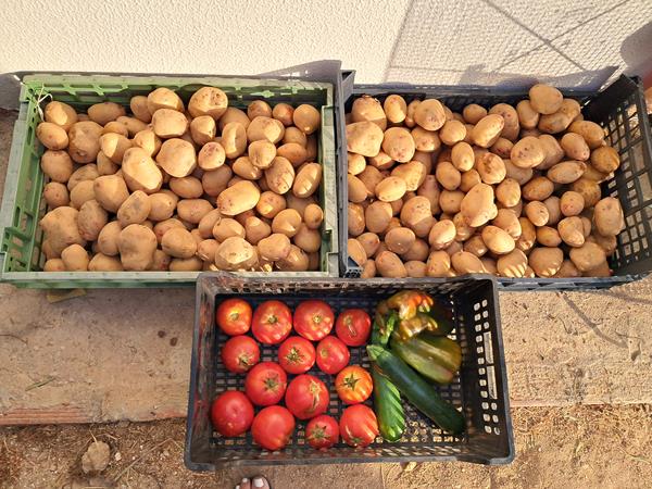 Batatas
