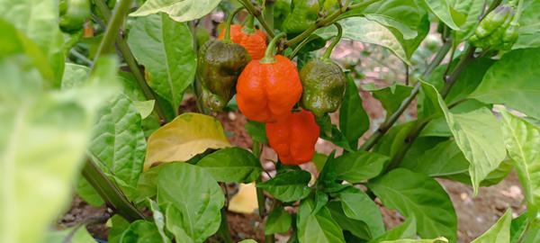 Pimentas
