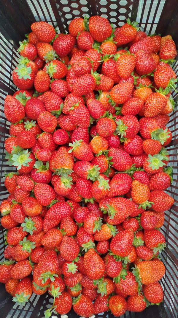 Morango