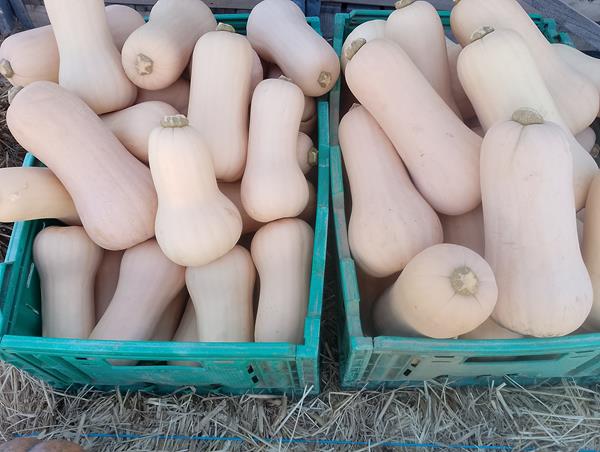 Abóbora butternut