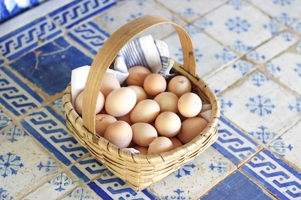 Ovos galinhas raças portuguesas