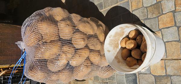 Batata Agria à venda – 7€ o saco de 20kg