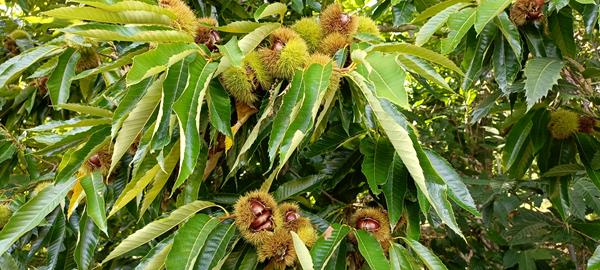 Castanha