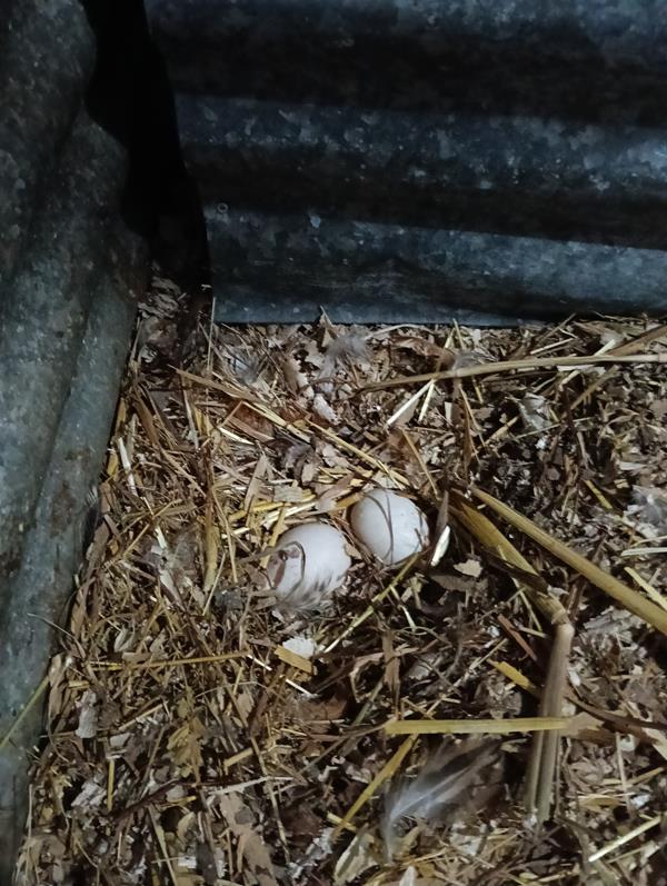 Ovos de pata