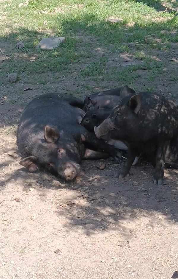 Porco preto alentejano