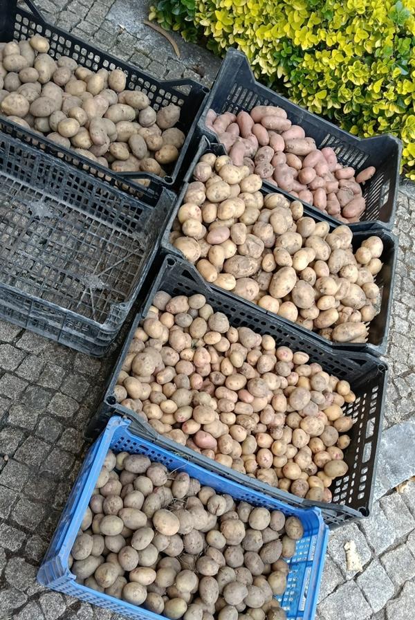 Batatas
