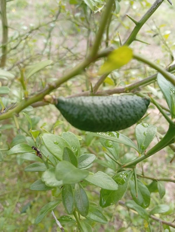 Limao Caviar Verde