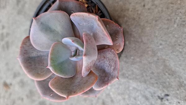 Suculenta Echeveria Dusty Rose
