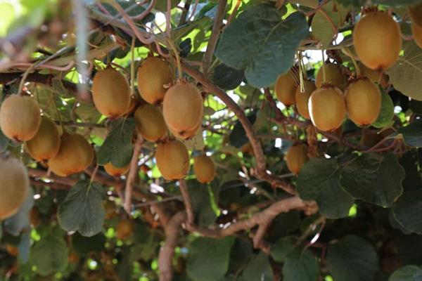 Kiwi Bio (Médio e Grande)