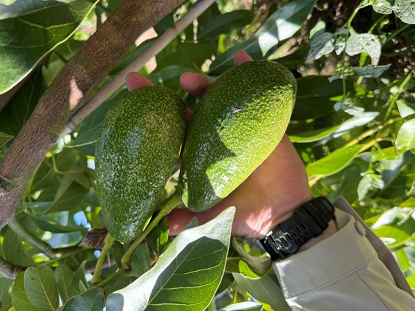 Abacate Zutano (pele verde)