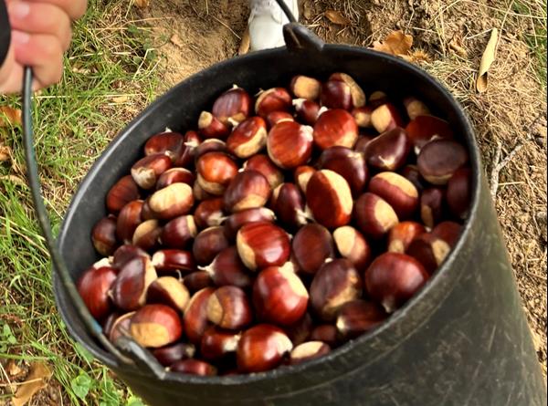 Castanhas da casta