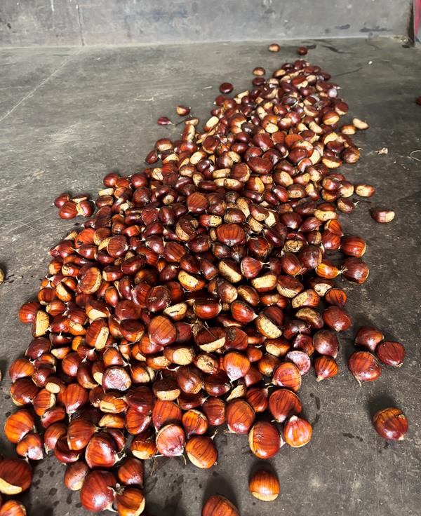 Castanhas martainha
